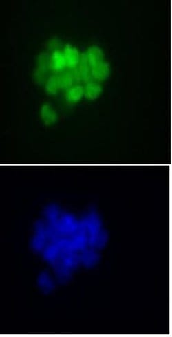 Nanog Monoclonal Antibody (2E6E1), Active Motif:Antibodies:Primary Antibodies