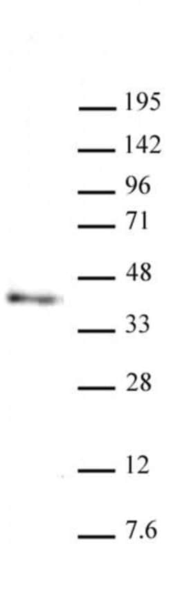 Nanog Monoclonal Antibody (2E6E1), Active Motif:Antibodies:Primary Antibodies