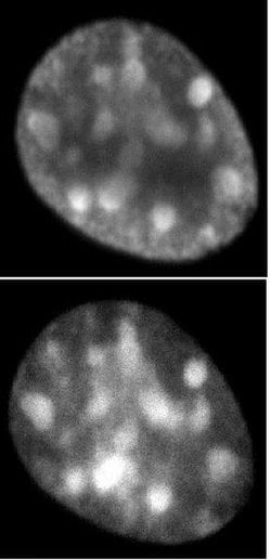 Histone H3.1 / 3.2 Monoclonal Antibody (1D4F2), Active Motif 10 &mu;g;