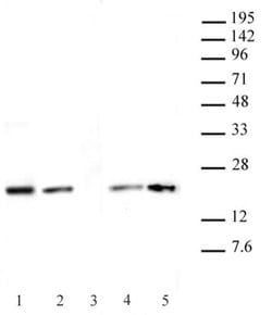 Histone H3.1 / 3.2 Monoclonal Antibody (1D4F2), Active Motif 10 &mu;g;