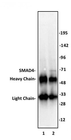 SMAD4 Polyclonal Antibody, Active Motif 10 &mu;L | Buy Online | Active Motif | Fisher Scientific