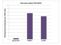 Histone H3ac (pan-acetyl) Polyclonal Antibody, Active Motif 10 &mu;g; Unconjugated:Antibodies,