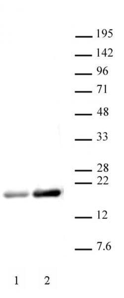 Histone H3ac (pan-acetyl) Polyclonal Antibody, Active Motif 10 &mu;g; Unconjugated:Antibodies,