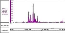 PARP-1 N-terminal Polyclonal Antibody, Active Motif:Antibodies:Primary