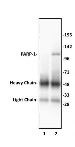 PARP-1 N-terminal Polyclonal Antibody, Active Motif:Antibodies:Primary