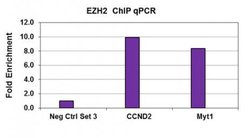 EZH2 Polyclonal Antibody, Active Motif:Antibodies:Primary Antibodies