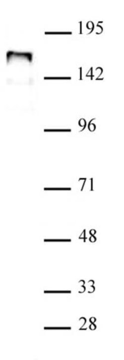NCOA1 Polyclonal Antibody, Active Motif 100 &mu;L; Unconjugated:Antibodies,