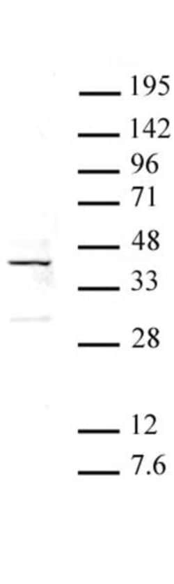 ATF4 Polyclonal Antibody, Active Motif 10 &mu;L; Unconjugated:Antibodies,
