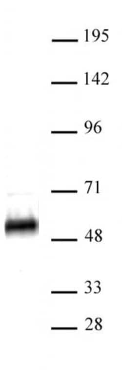 p53 Polyclonal Antibody, Active Motif:Antibodies:Primary Antibodies
