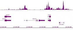 Histone H3K9ac Monoclonal Antibody (2G1F9), Active Motif:Antibodies:Primary