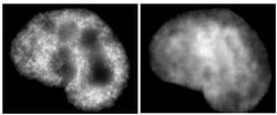 Histone H3K9ac Monoclonal Antibody (2G1F9), Active Motif:Antibodies:Primary