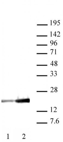 Histone H3K9ac Monoclonal Antibody (2G1F9), Active Motif:Antibodies:Primary