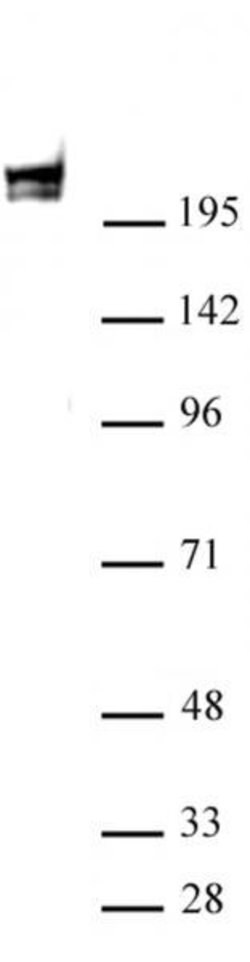 RNA pol II Monoclonal Antibody (1F4B6), Active Motif 100 &mu;g; Unconjugated:Antibodies,