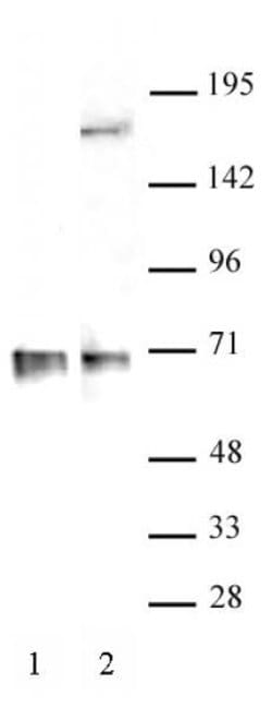 RBM39 Polyclonal Antibody, Active Motif:Antibodies:Primary Antibodies