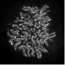 NCAPH2 Monoclonal Antibody (5F2G4), Active Motif 100 &mu;g; Unconjugated:Antibodies,