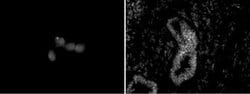 Chd5 Monoclonal Antibody (5A10), Active Motif 10 &mu;g; Unconjugated:Antibodies,