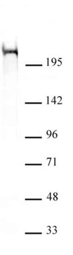 Chd5 Monoclonal Antibody (5A10), Active Motif 10 &mu;g; Unconjugated:Antibodies,