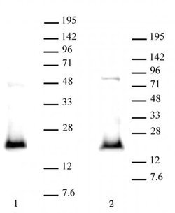 CDKN2A p14ARF Polyclonal Antibody, Active Motif 100 &mu;L; Unconjugated:Antibodies,