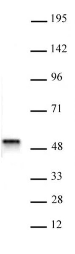 ACTL6B Polyclonal Antibody, Active Motif:Antibodies:Primary Antibodies