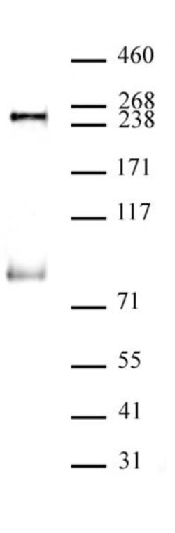 Phospho-RNA pol II CTD (Ser5) Monoclonal Antibody (1H4B6), Active Motif 10 &mu;g | Buy Online | Active Motif | Fisher Scientific