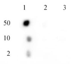 Phospho-C17orf96 (Ser15) Polyclonal Antibody, Active Motif:Antibodies:Primary