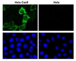 Active Motif Cas9 Monoclonal Antibody (8C1-F10), Active Motif 100 &mu;g;