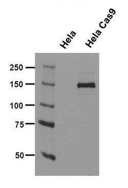 Cas9 Monoclonal Antibody (8C1-F10), Active Motif 10 &mu;g; Unconjugated:Antibodies,
