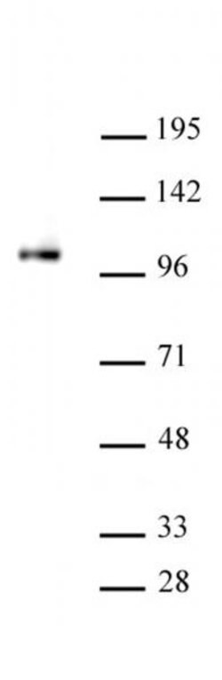 SFMBT1 Polyclonal Antibody, Active Motif:Antibodies:Primary Antibodies