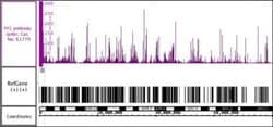YY1 Polyclonal Antibody, Active Motif:Antibodies:Primary Antibodies