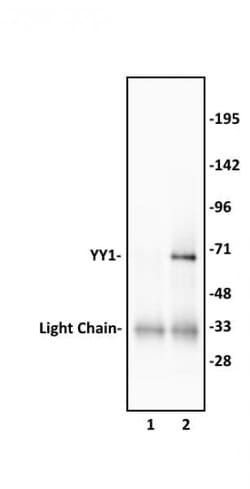 YY1 Polyclonal Antibody, Active Motif:Antibodies:Primary Antibodies