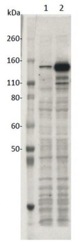 SaCas9 Monoclonal Antibody (11E7), Active Motif 10 μg; Unconjugated:Antibodies,