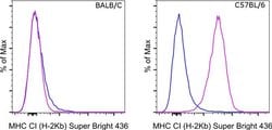MHC Class I (H-2kb) Monoclonal Antibody (AF6-88.5.5.3), Super Bright 436,