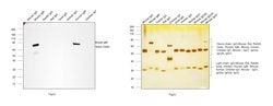 Invitrogen Goat anti-Mouse IgM (Heavy chain) Secondary Antibody, HRP 1