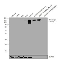 Invitrogen Goat anti-Human IgG (Gamma chain) Cross-Adsorbed Secondary Antibody,
