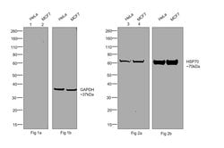 Invitrogen Goat anti-Human IgG (Gamma chain) Cross-Adsorbed Secondary Antibody,