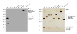 Invitrogen Goat anti-Human IgG (Gamma chain) Cross-Adsorbed Secondary Antibody,