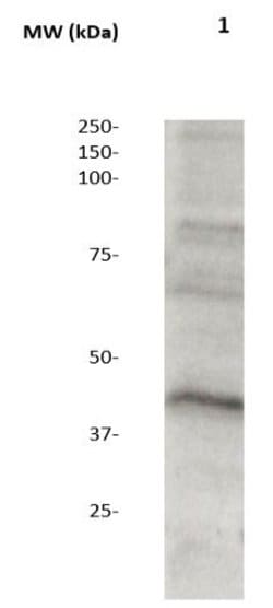 MEK1/2 Polyclonal Antibody, Abbomax 100 &mu;g | Buy Online | Abbomax Inc | Fisher Scientific