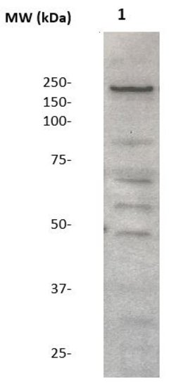 Neurofibromin Polyclonal Antibody, Abbomax 100 &mu;g | Buy Online | Abbomax Inc | Fisher Scientific