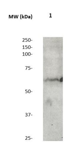 Phospho-SOX-9 (Ser181) Polyclonal Antibody, Abbomax 100 &mu;g; Unconjugated:Antibodies,