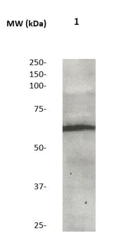 SOX-9 Polyclonal Antibody, Abbomax 100 &mu;g; Unconjugated:Antibodies,