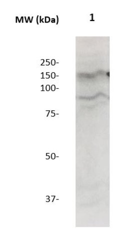 Neuropilin-1 Polyclonal Antibody, Abbomax 100 &mu;g | Buy Online | Abbomax Inc | Fisher Scientific