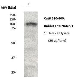 Notch 1 Polyclonal Antibody, Abbomax 100 &mu;g | Buy Online | Abbomax Inc | Fisher Scientific