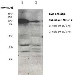 Notch 2 Polyclonal Antibody, Abbomax 100 &mu;g; Unconjugated:Antibodies,