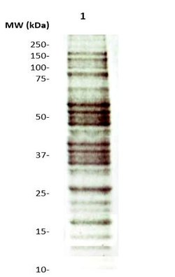 Phosphotyrosine Polyclonal Antibody, Abbomax 100 &mu;g; Unconjugated:Antibodies,