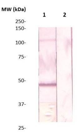 FKRP Polyclonal Antibody, Abbomax 100 &mu;g; Unconjugated:Antibodies, Polyclonal