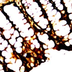 ZO-2 Polyclonal Antibody, Abbomax 100 μg; Unconjugated:Antibodies, Polyclonal