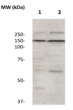 ZO-2 Polyclonal Antibody, Abbomax 100 μg; Unconjugated:Antibodies, Polyclonal