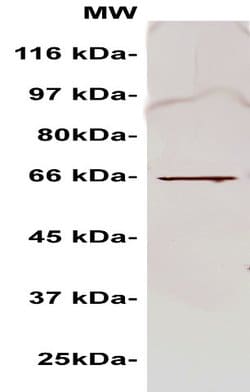 AEG1 Polyclonal Antibody, Abbomax 100 &mu;g; Unconjugated:Antibodies, Polyclonal