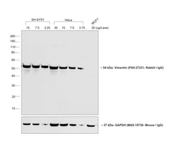 Invitrogen Goat anti-Rabbit IgG (H+L) Secondary Antibody, Biotin 2 mL;