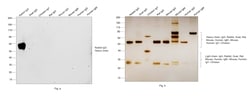 Invitrogen Goat anti-Rabbit IgG (H+L) Secondary Antibody, Biotin 2 mL;
